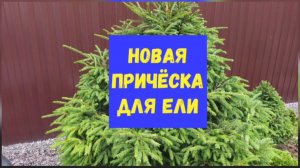Новая причёска для ели.