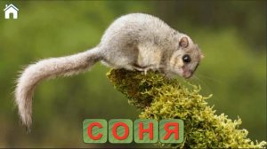 Учимся читать .Спасаем зверей .Учим буквы. Азбука. часть№2