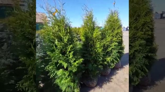 Туя западная Пирамидалис Компакта смотреть онлайн