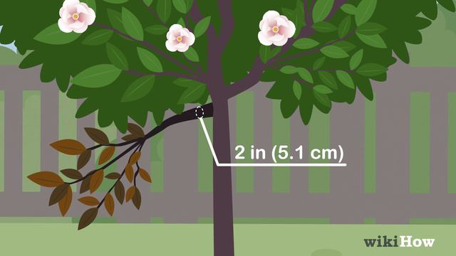 How to Prune a Magnolia Tree смотреть онлайн