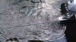 Terhi 440  Honda BF6