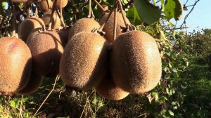 В Краснодарском крае в разгаре сбор урожая киви