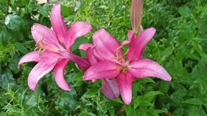 Лилии под дождем.ОТ-гибриды, Ла-гибриды.