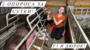 Самый многоплодный опорос в нашем хозяйстве! Долгожданные поросята!