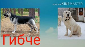 Кто сильнее Алабай или Восточно-европейская овчарка