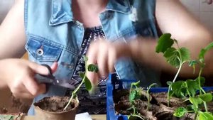 СКРУЧИВАЮТСЯ, ДЕФОРМИРУЮТСЯ, СОХНУТ ЛИСТЬЯ У РАССАДЫ ОГУРЦОВ - ЧТО ДЕЛАТЬ? (1)