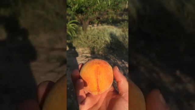 Сорт персика Кремлёвский !!! Ссср селекция смотреть онлайн