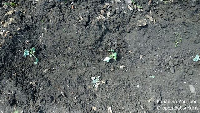 Высаживаем рассаду капусты в открытый грунт! Как бороться с крестоцветной блошкой! смотреть онлайн