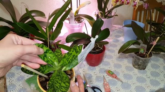 Апликаторы COMPO для орхидей. ВИНДЗОР Базакот замена ОСМОКОТА. смотреть онлайн