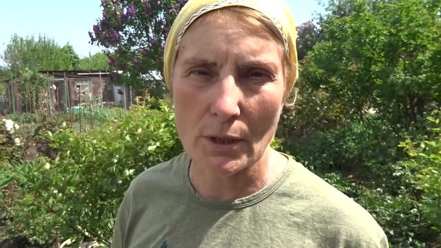 Профессиональное удобрение за 200 рублей на 300 кустов роз перед цветением. смотреть онлайн