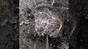 Ежевика Натчез и её укоренившиеся верхушки. #Ежевика#Натчез#Размножение