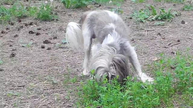 Китайская хохлатая собака и щебетанье птиц в московском сквере смотреть онлайн