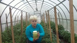 ЧЕСНОЧНОЕ ОПРЫСКИВАНИЕ ОТ БЕЛОКРЫЛКИ И ФИТОФТОРЫ. Ольга Чернова.