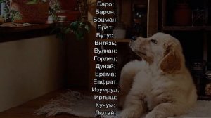 Как назвать щенка мальчика дворняжку или девочку