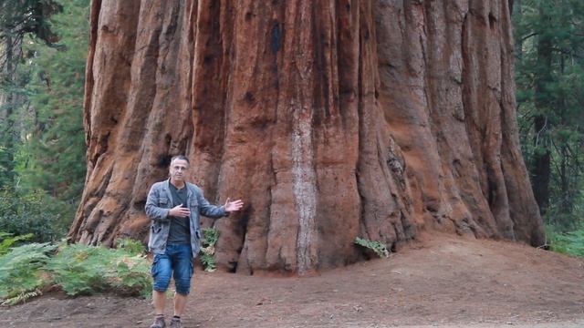 Секвойя у дороги смотреть онлайн