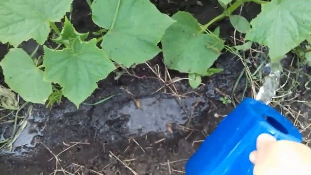 Подкормка . Подкормите этим раствором и все растения быстро пойдут в рост   .