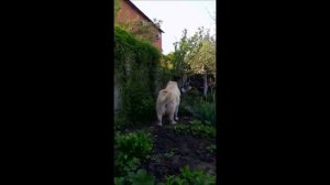 Кавказская овчарка. Белая кавказская овчарка. Памир.