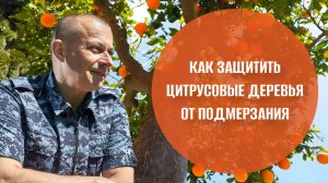 Как защитить цитрусовые деревья от подмерзания? | Советы агронома