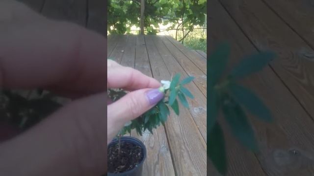 цветение мирта смотреть онлайн