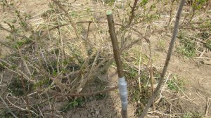 Прививка алычи