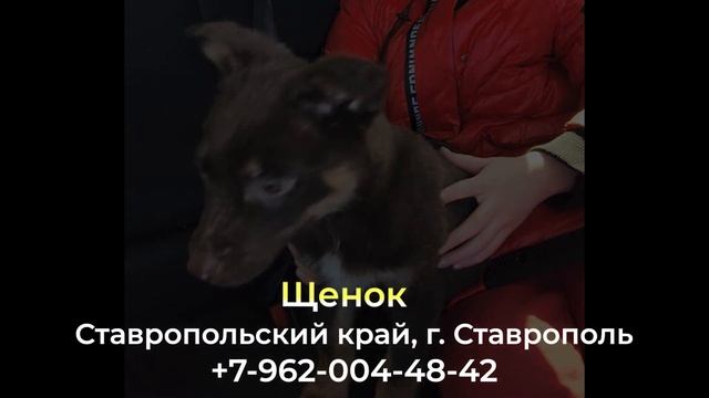 Пропала собака! Щенок Ставропольский край  , г. Ставрополь