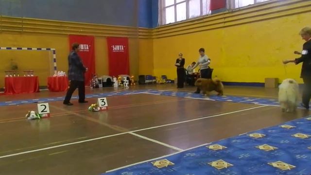 Бон Триумф Ролекс, сравнение на Лучшего Кобеля смотреть онлайн