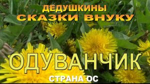 Страна ОС. Дедушкины сказки внуку. Одуванчики.