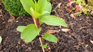 Метельчатая Гортензия. Часть 1.  Как с формировать на высоком штамбе.