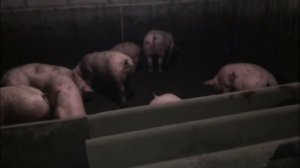 У нас мороз - 26! Свиньи просят шубу! Булерьян нас спас. Откорм свиней. Свиноводство.