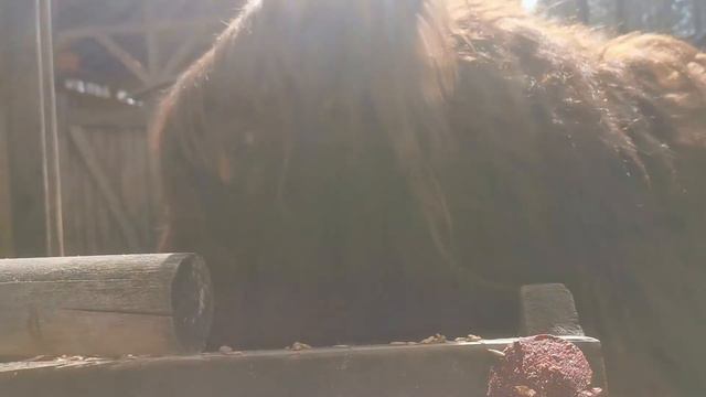 теленок хайленда и мама смотреть онлайн