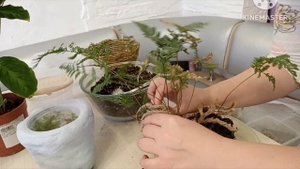 Большая пересадка. Новиночки: папоротник Даваллия, калатея Сандериана, калатея Луизы Мисто