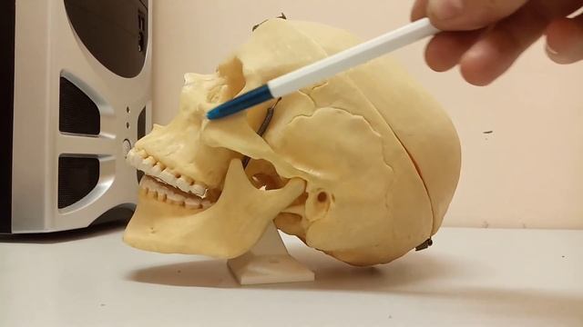 Кости черепа человека смотреть онлайн