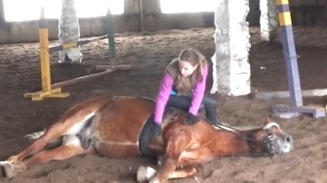 Лошадь ложится по команде смотреть онлайн