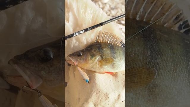 Новое видео на Канале? #рыбалка #спиннинг #рыба#рыбак #fishing #казань #volgabaits #narval #angler