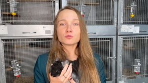 Нужна ли вам 2-я шиншилла? | Дороже ли содержать 2-х шиншилл?