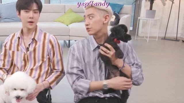 when Sehun & Chanyeol have to babysit Vivi & Toben смотреть онлайн