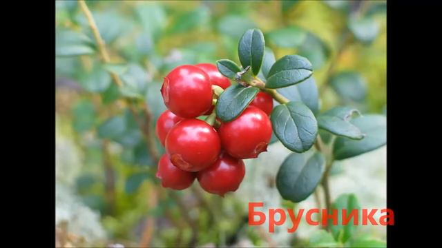 Чумайско-Иркутяновский заказник