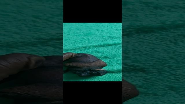 "Дикие псы" серия 4 "Крупная добыча и лёгкая. смотреть онлайн