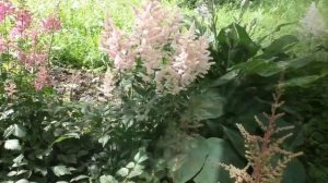 Где может хорошо расти и пышно цвести астильба?