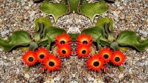 Мезембриантемум