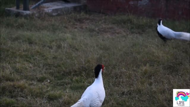 Silver Pheasant | Lophura nycthemera смотреть онлайн