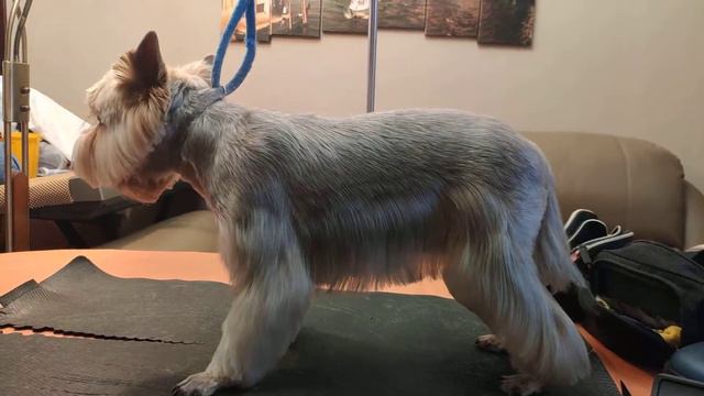 Йорк Грэйси смотреть онлайн