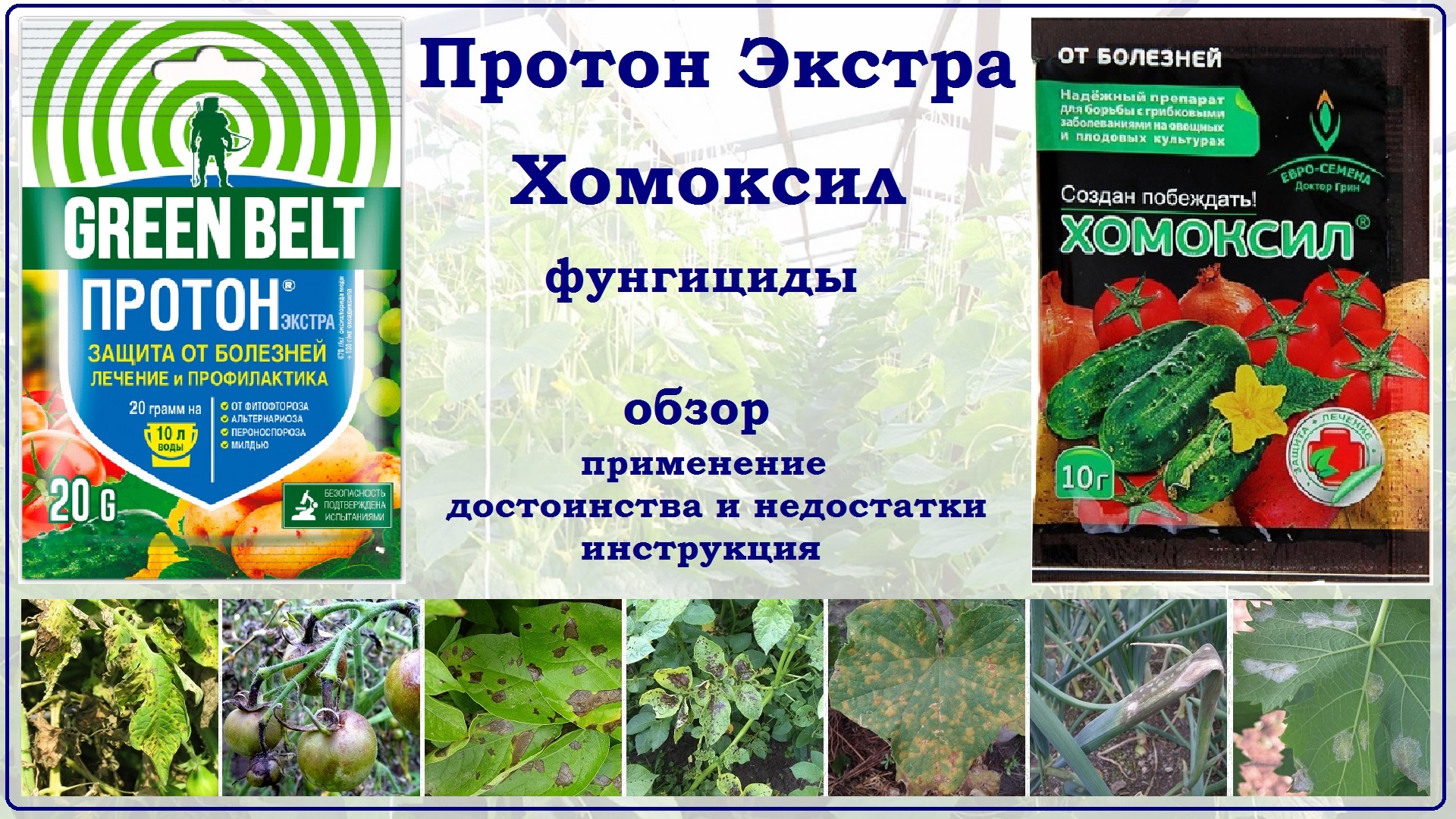 Протон Экстра и Хомоксил - обзор фунгицидов