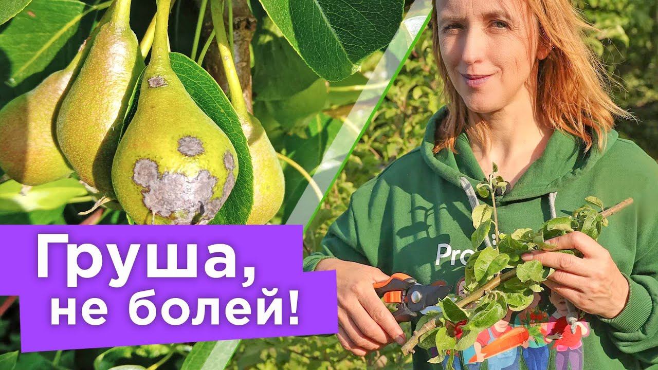 ОПРЕДЕЛЯЕМ БОЛЕЗНИ ГРУШИ ПО ЛИСТЬЯМ! Самые частые заболевания груш и чем их лечить