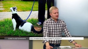 Как правильно выгуливать кошку?