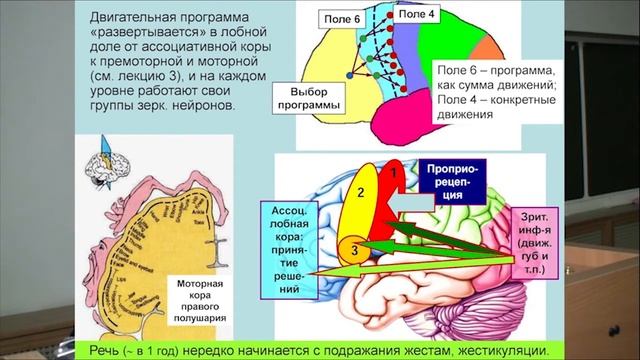 Слушать лекцию о мозгах