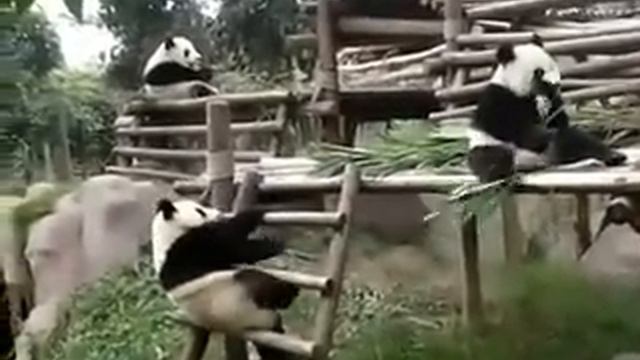 Жидкая панда смотреть онлайн