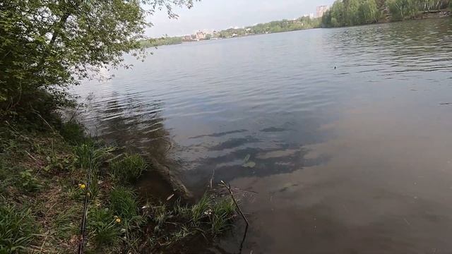 Рыбалка на Москва-реке.  Улов разных видов рыб