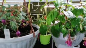 #ухта #фуксия #черенкование До весны 20 дней. Обзор теплицы.