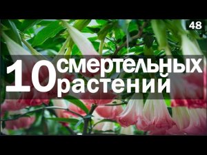 ☣ Самые ЯДОВИТЫЕ И ОПАСНЫЕ РАСТЕНИЯ МИРА [Топ 10]